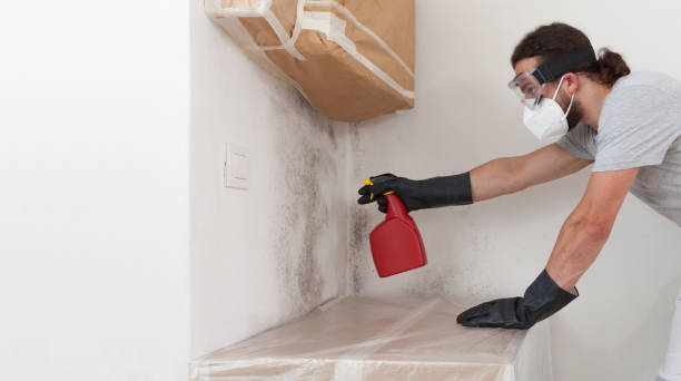 Professional Basement Mold Removal technician working in Westmont, IL