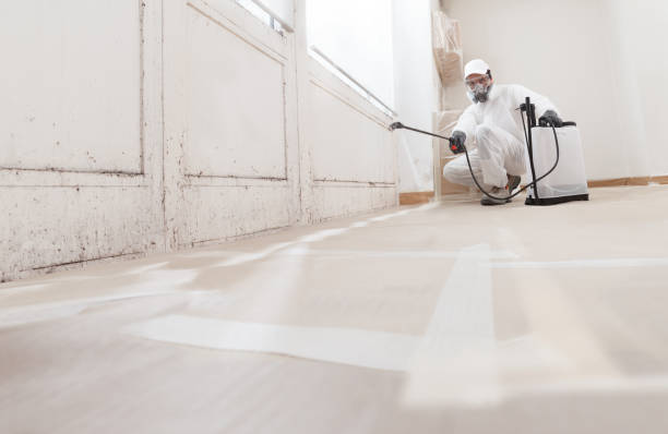 24/7 Emergency Basement Mold Removal experts in Westmont, IL