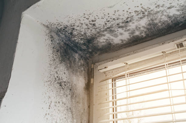 Affordable Basement Mold Removal solutions in Westmont, IL
